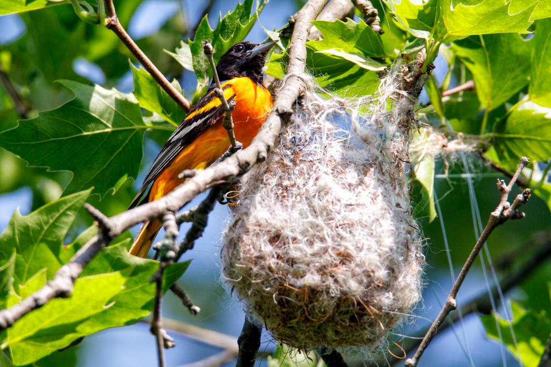CNJ Oriole at natural nest